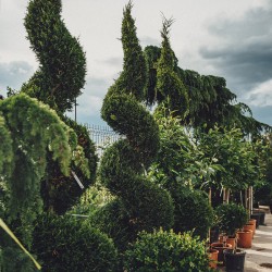 Plante decorative